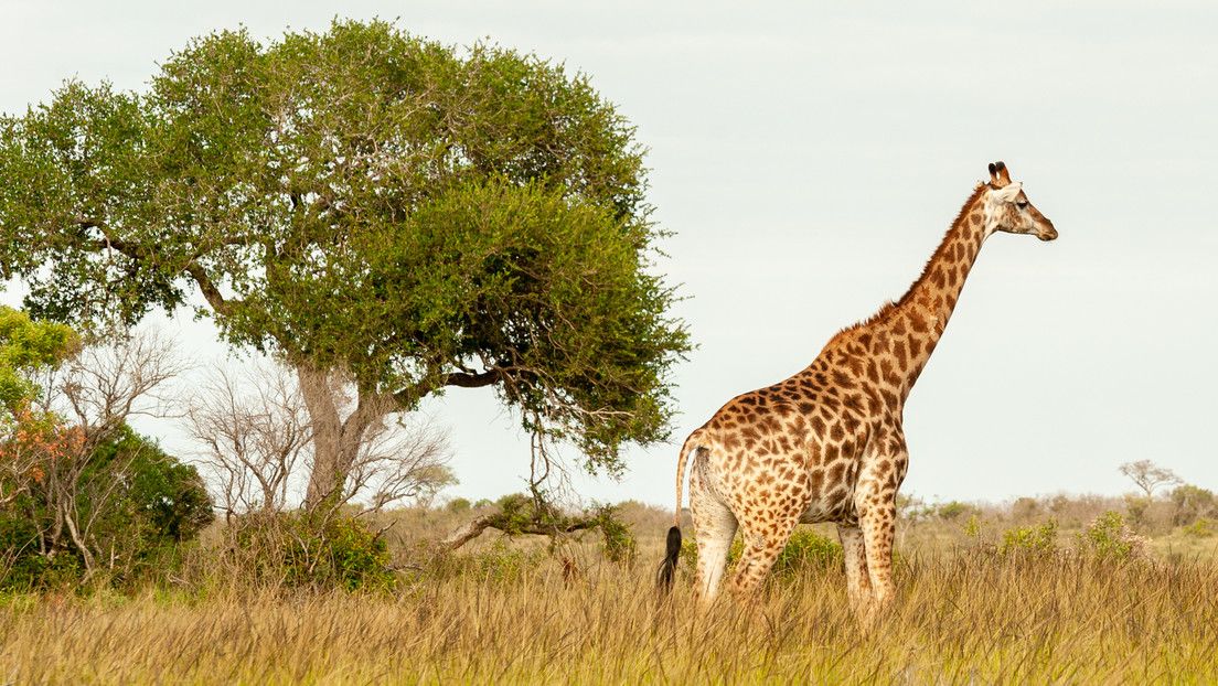 La mayor subespecie de jirafas de Tanzania, en peligro de extinción, por su caza indiscriminada para usar sus órganos en rituales