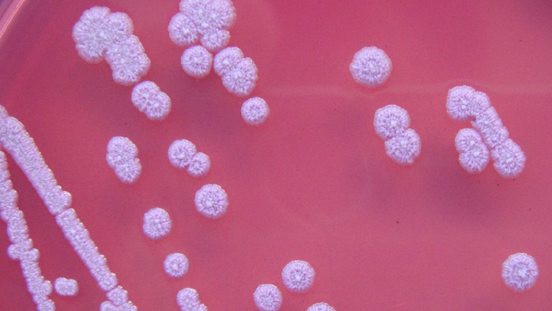 Detectan en EE.UU. por primera vez una bacteria potencialmente mortal en muestras del agua y suelo