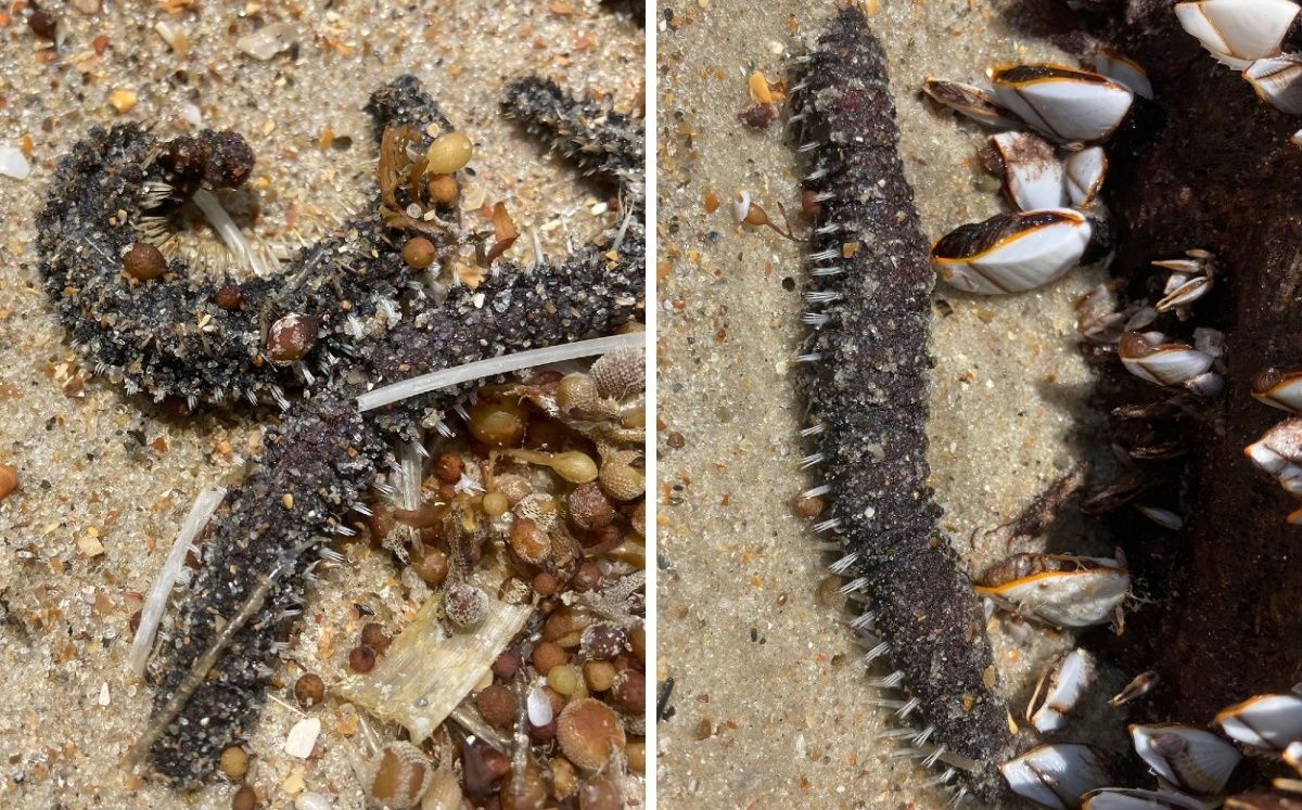 ¿Qué son? Hallan extrañas criaturas en playa de EU y expertos tratan de identificarlas