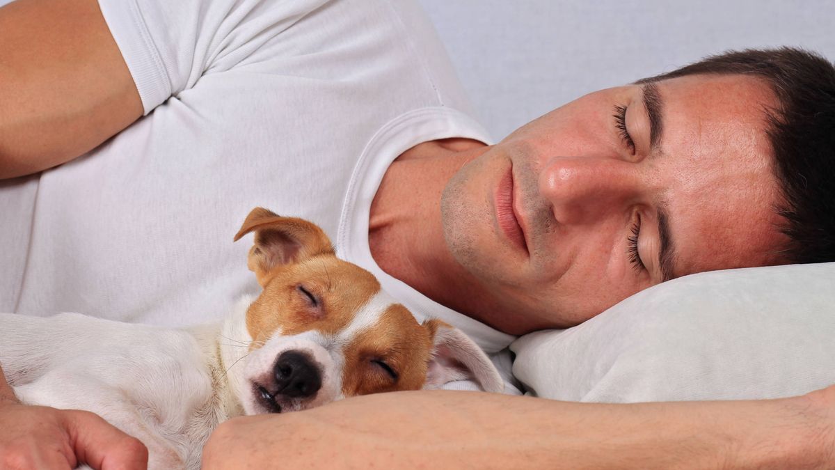 ¿Qué significa cuando un perro sueña? Esto dicen los veterinarios