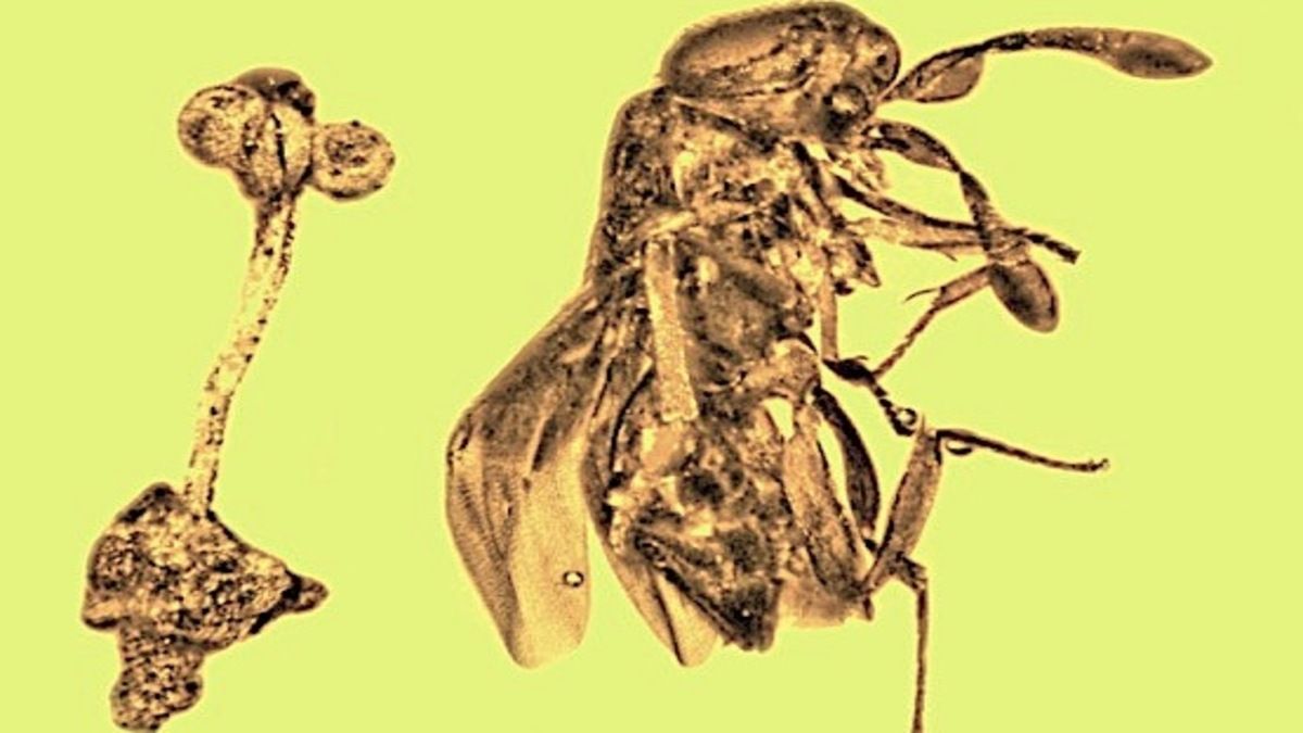 Los fósiles de una rara flor y una avispa revelan impresionantes secretos de hace… ¡30 millones de años!