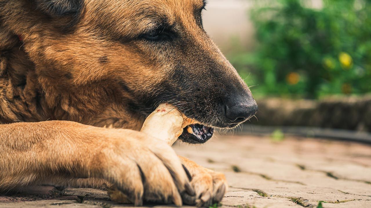 Huesos y otros alimentos que NO debes darle a tu perro