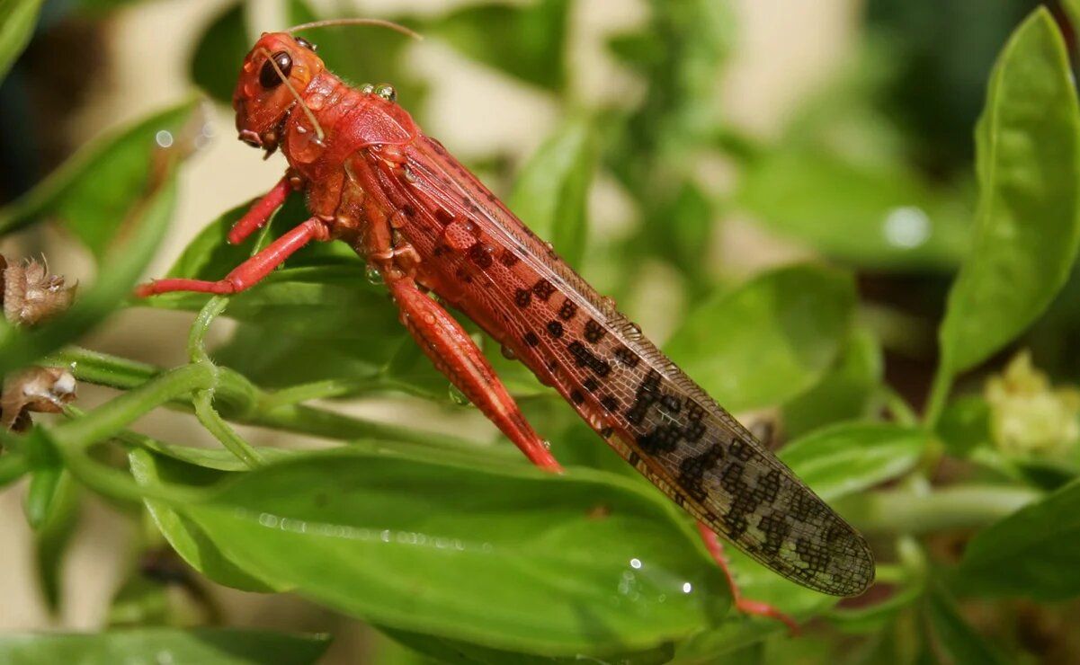 Cerebros fosilizados de 500 millones de años replanterían la evolución de los insectos y arañas