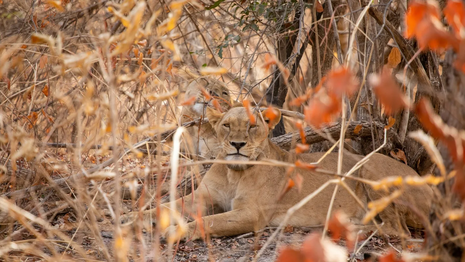 Esto es lo que hay que aprender para salvar a los leones de África occidental en peligro de extinción