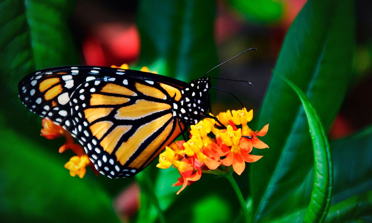 Mariposa monarca entra a lista roja de especies en peligro
