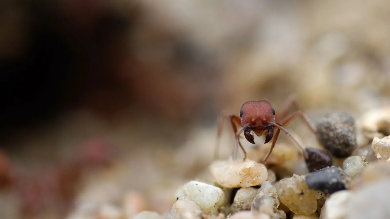 Estas hormigas ayudan a rastrear fósiles de especies desconocidas