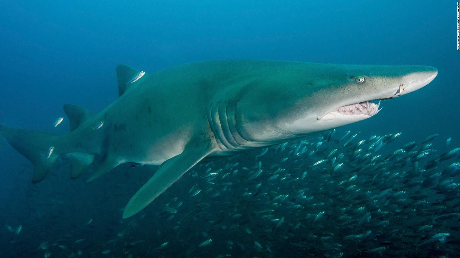 ¿Por qué los tiburones se acercan más a la costa?