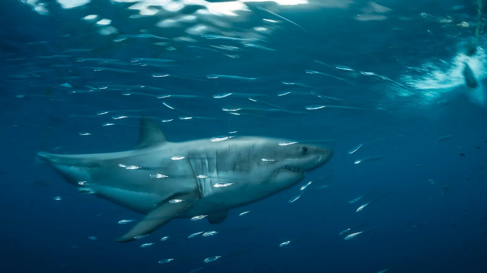 Tiburones blancos: ¿pueden cambiar de color?