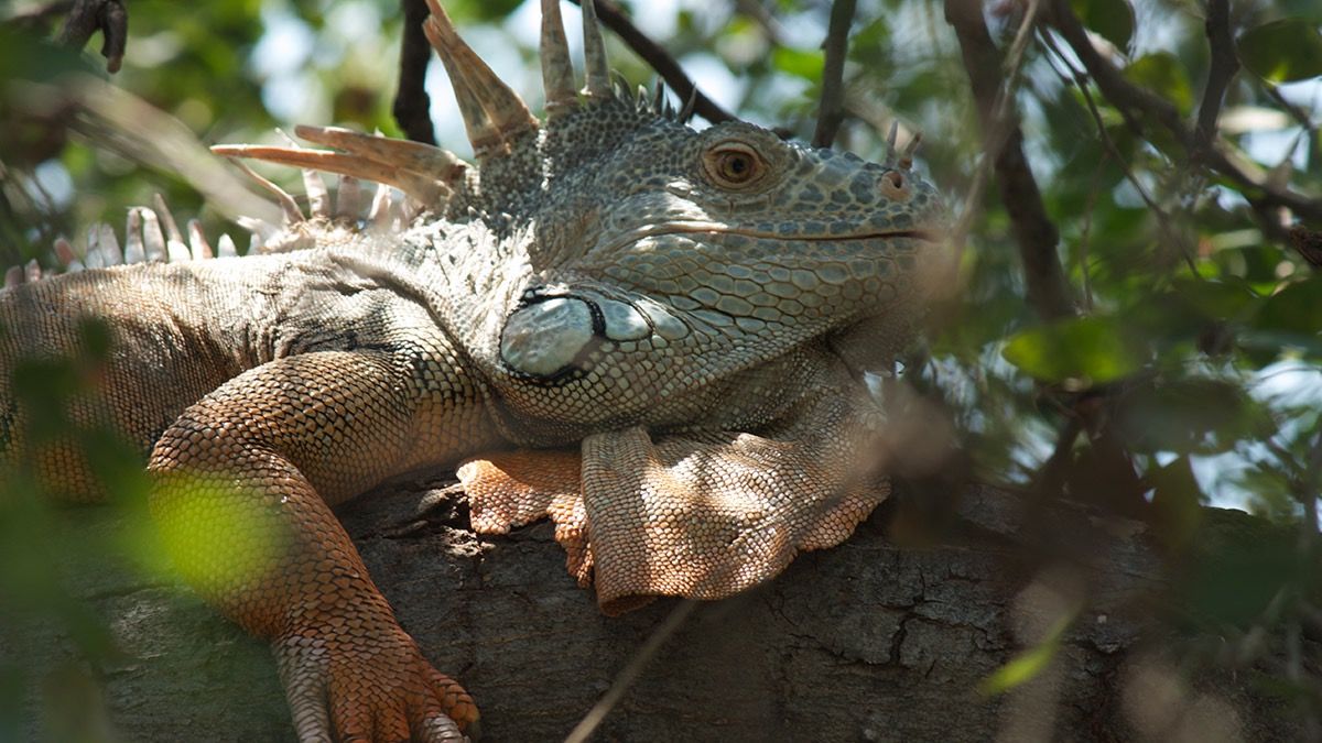 La iguana y su importancia para los ecosistemas