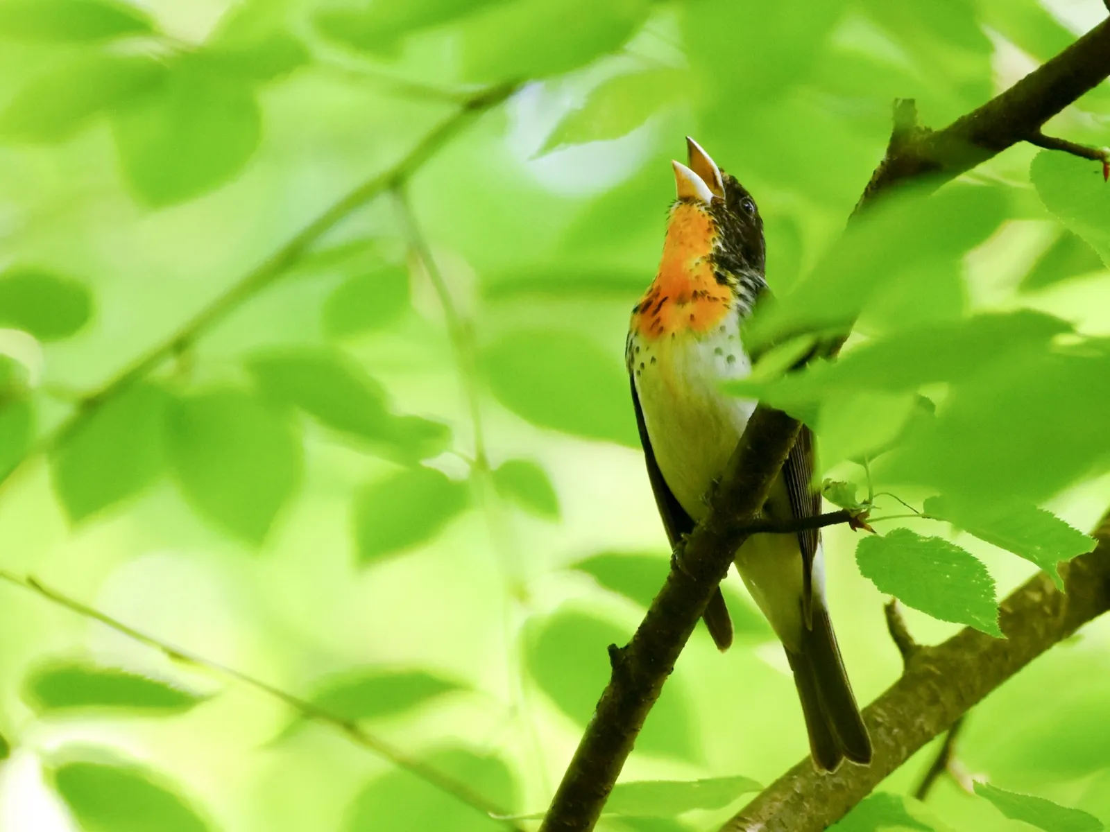 Un nuevo híbrido de pájaro de colores nunca visto sorprende a la comunidad científica