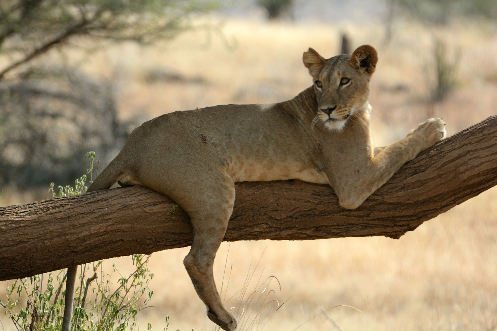 Samburu: el único lugar en el mundo donde los leones viven solos