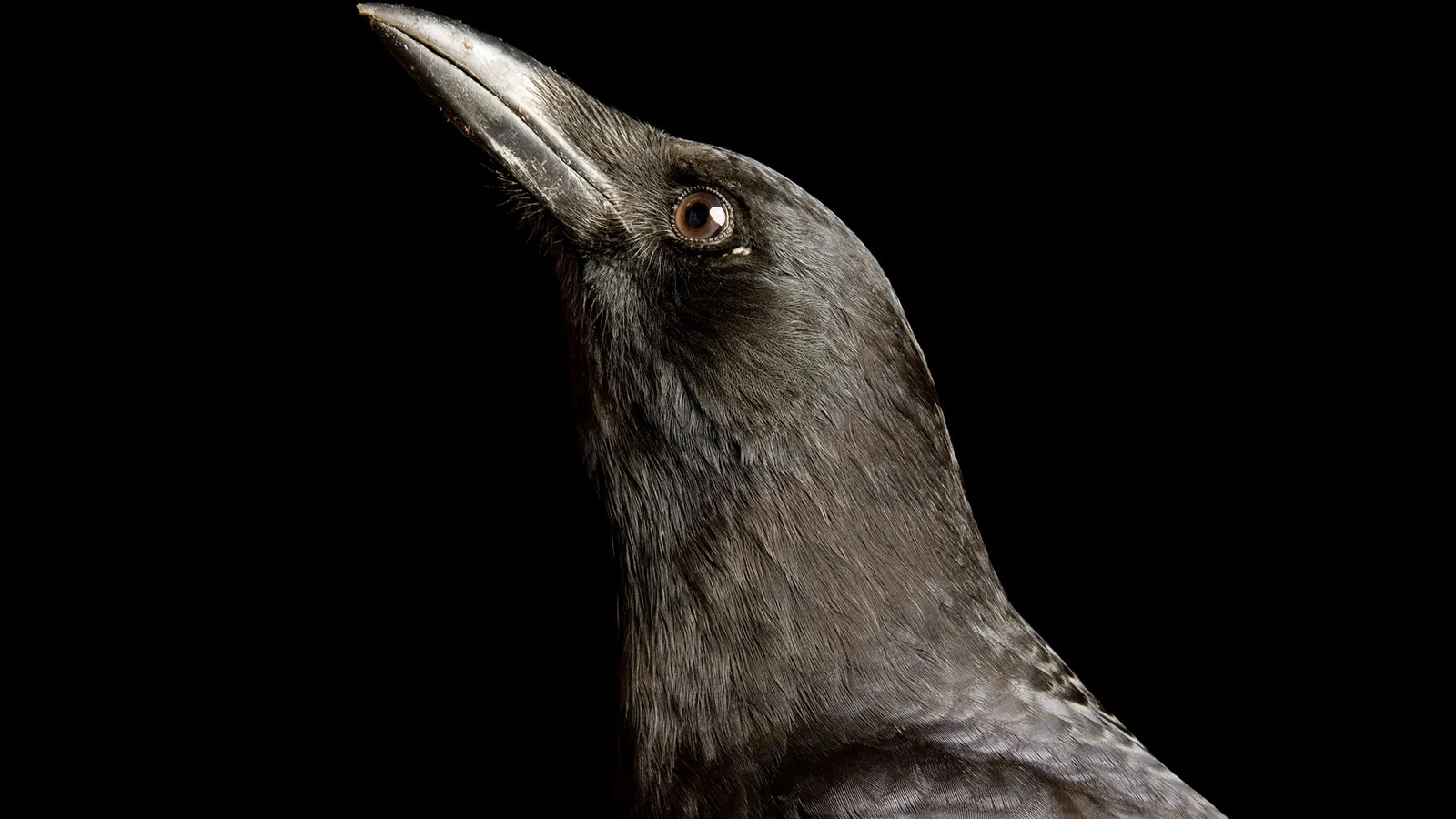 ¿Por qué algunos animales son más inteligentes que otros?