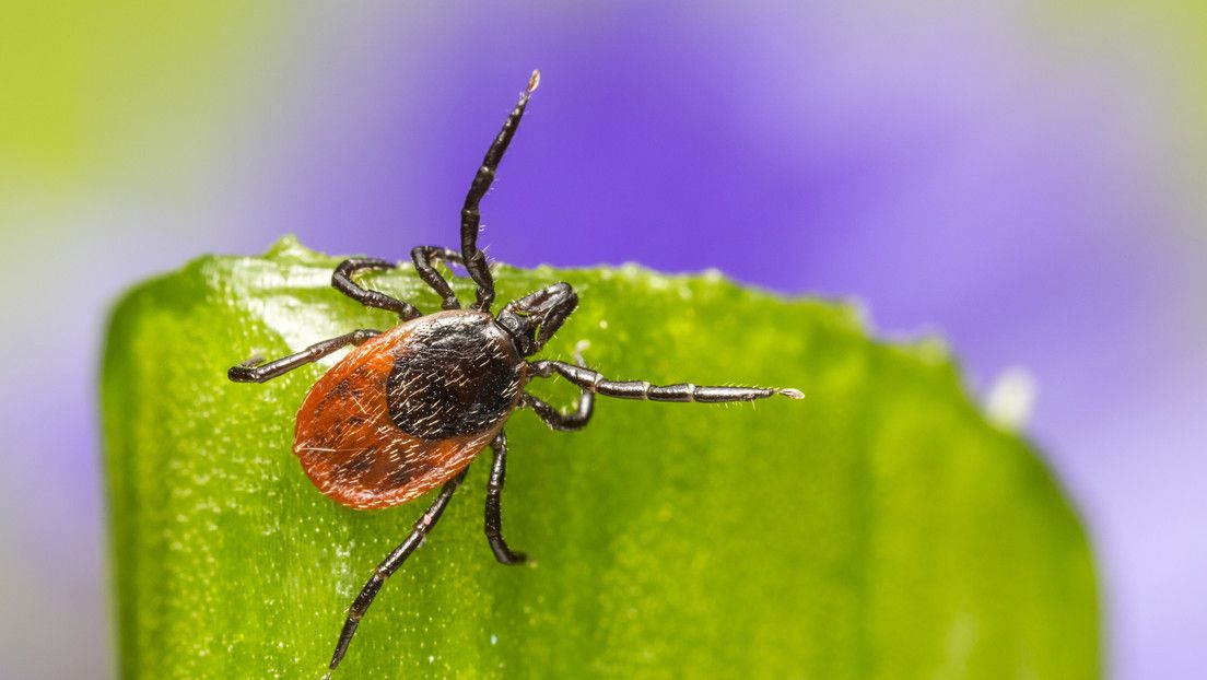 Vacuna experimental que podría acabar con la enfermedad de Lyme entra en su tercera fase de desarrollo