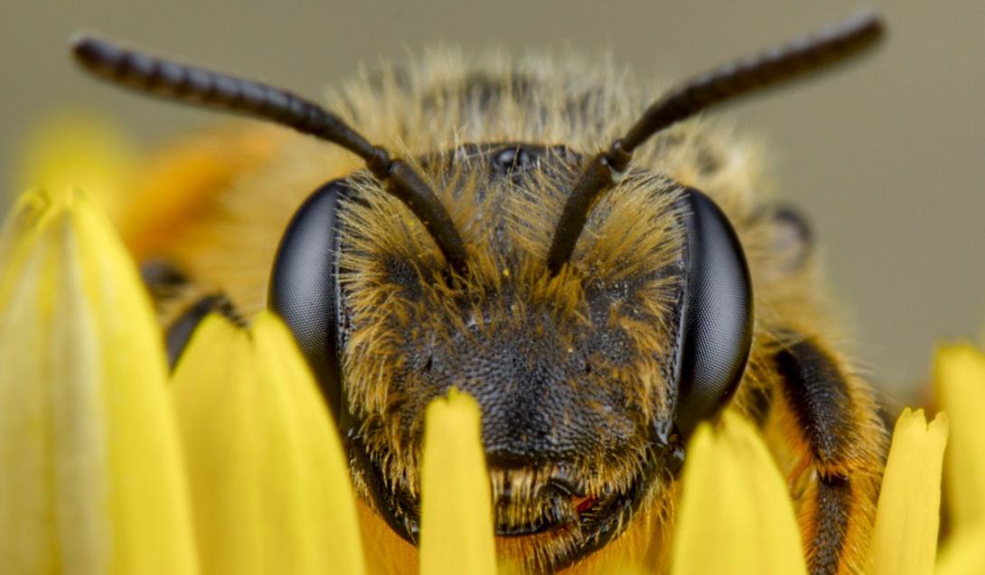 Científico afirma haber probado que las abejas tienen emociones