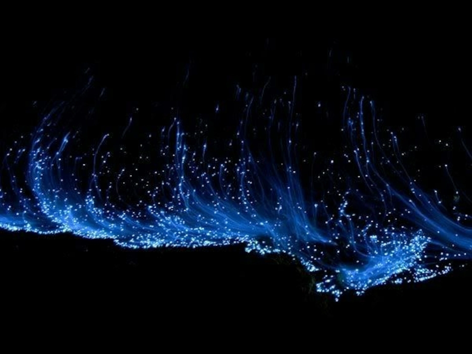 Laguna bioluminiscente: cómo es y por qué brilla
