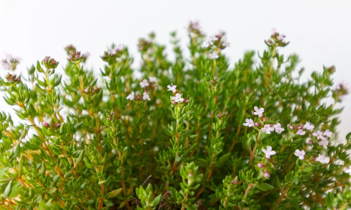 Para la tos y los dolores, estos son los beneficios del tomillo