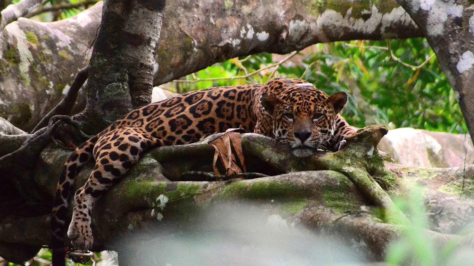 La increíble vida de los jaguares en el Amazonas: entre la vida acuática y los nacimientos en las copas de los árboles