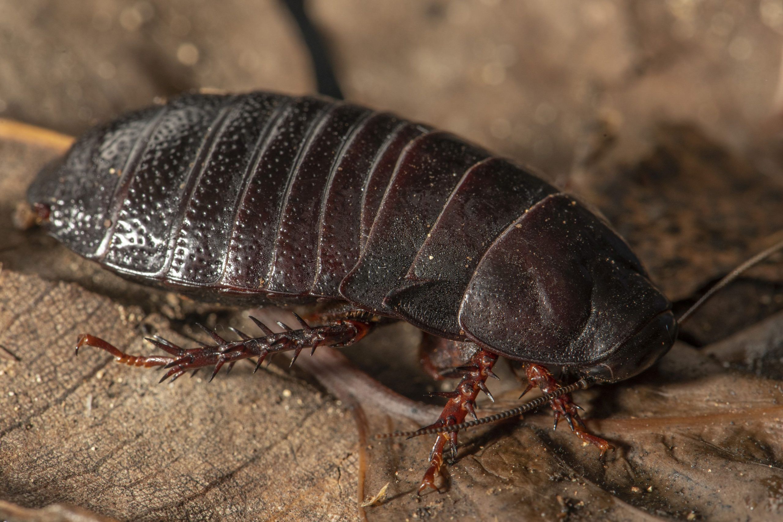 Hallan en Australia cucaracha carnívora que se creía extinta desde 1930