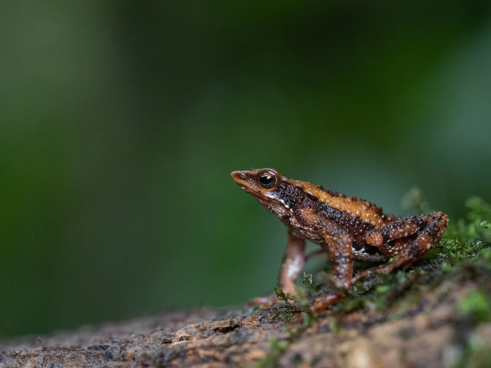 ¿Cómo salvar a las ranas arlequín?