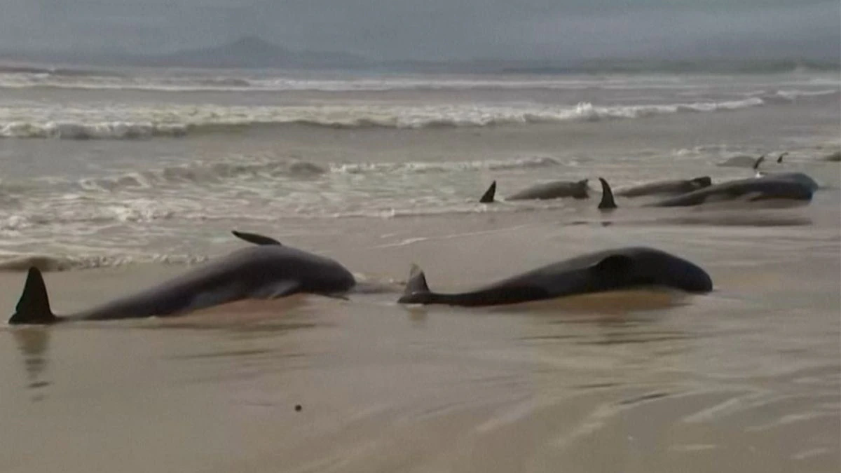 Hallan a unas 230 ballenas pilotos varadas en la costa de Tasmania; sólo vive la mitad