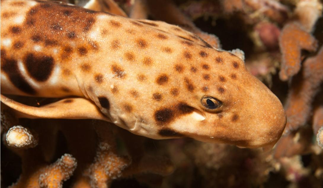 Descubren que una especie de tiburón aprende a caminar antes que a nadar
