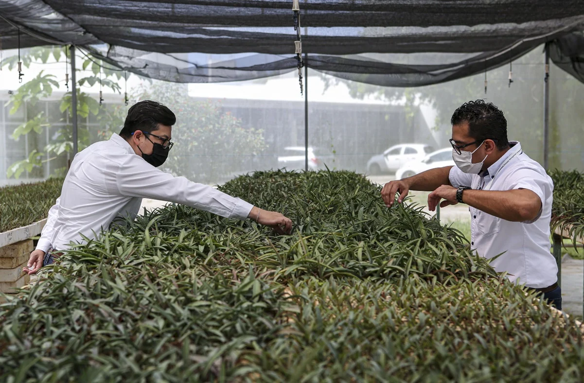 Con agave, científicos mexicanos rescatan el «oro verde»