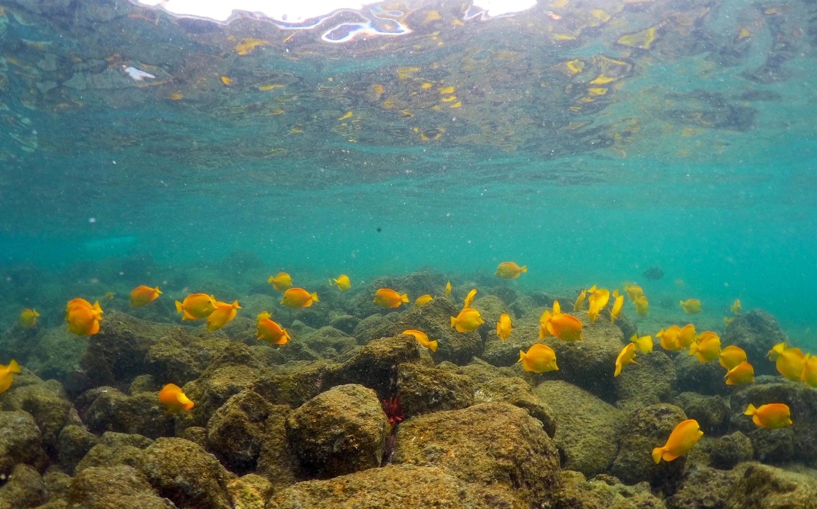 Olas De Calor Marinas Qué Son Y Cómo Afectan A La Biodiversidad La Prensa De Coahuila