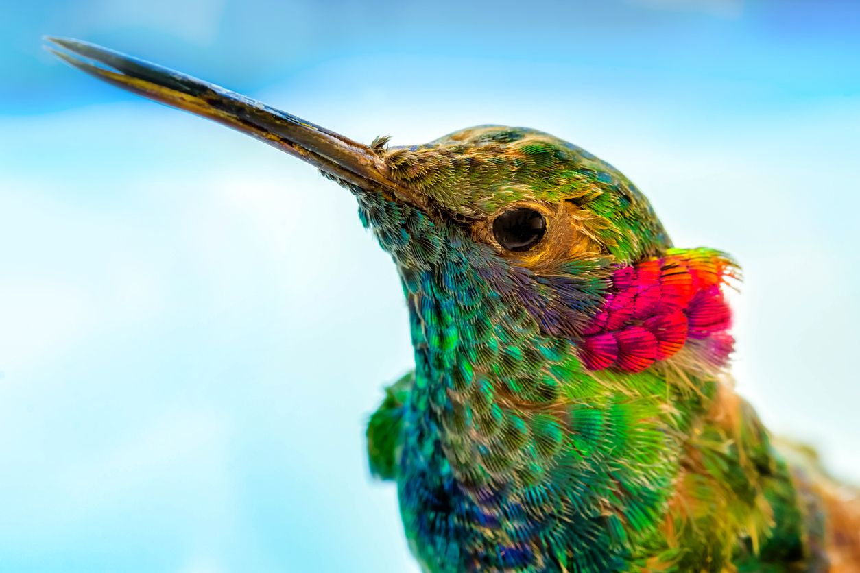 Hembras de colibrí se mimetizan con los machos para competir por el néctar