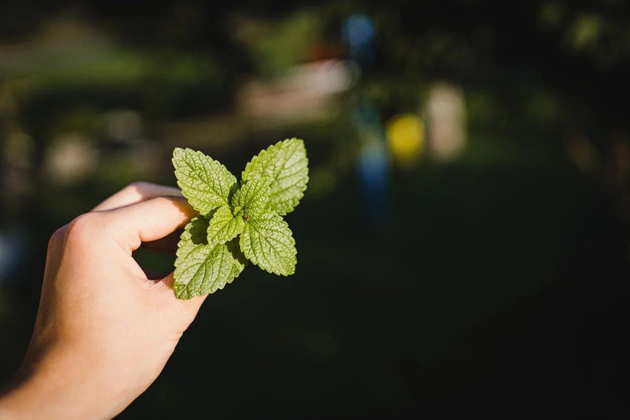 Que no te engañen: estas son las diferencias entre menta y hierbabuena