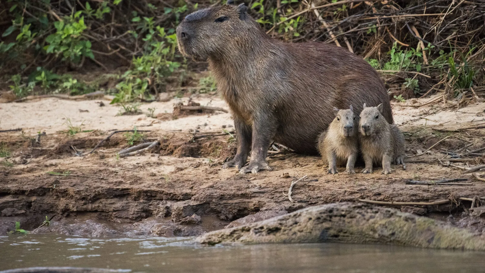 Carpinchos urbanos: cómo el mayor roedor del mundo se adapta a las ciudades