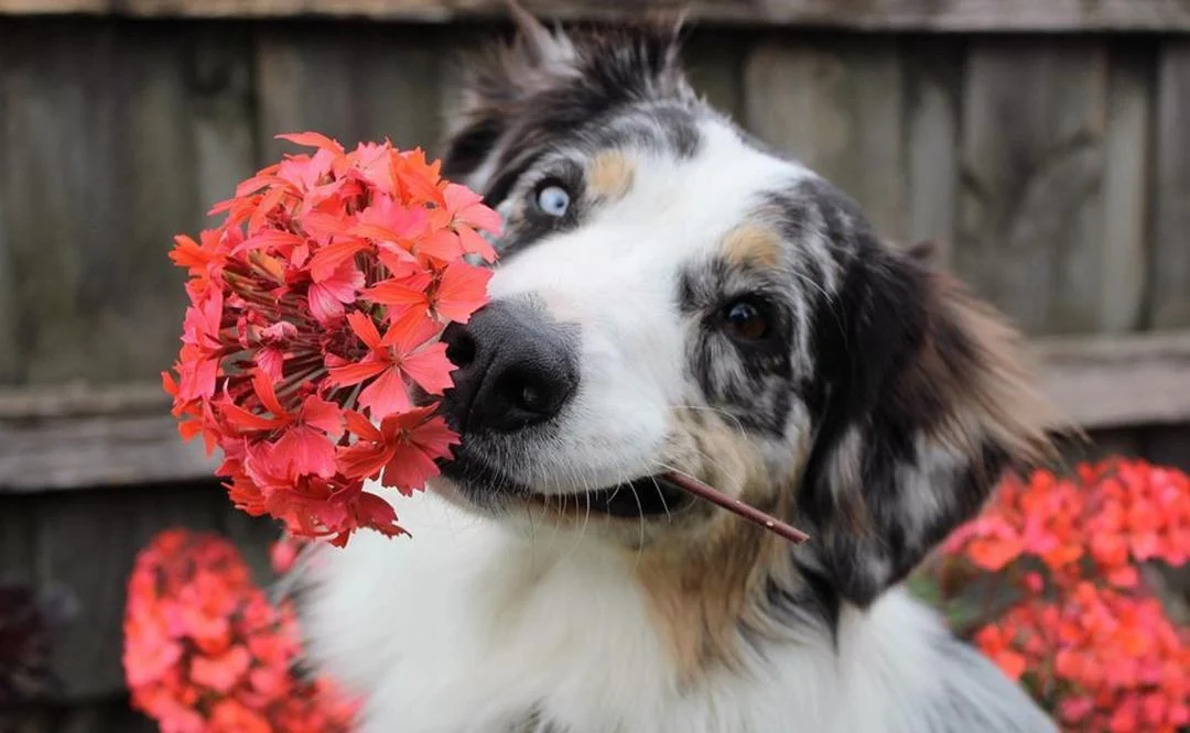 son las semillas de girasol venenosas para los perros