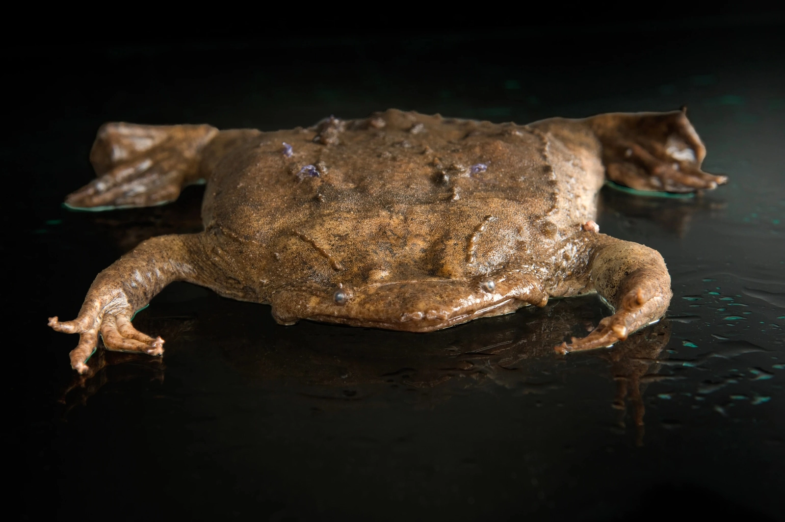Todas las rarezas del Sapo de Surinam
