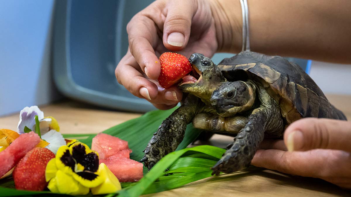 Janus, la tortuga de dos cabezas celebra su cumpleaños 25 en Ginebra
