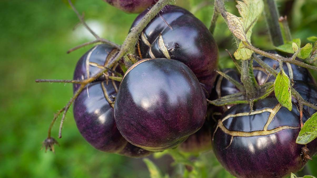 Tomates morados llegarán a EU; conoce todo lo que se sabe de este alimento genéticamente modificado