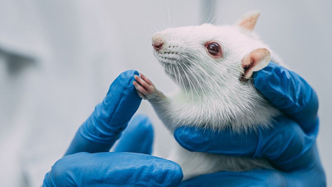 Cerebro híbrido: científicos implantan células humanas en ratones y logran influir en su comportamiento