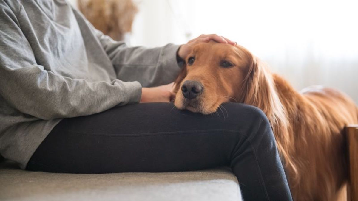 Cuando estés de duelo, es posible que necesites 3 cosas que solo tu perro puede darte