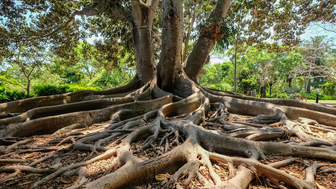 La evolución de las raíces de los árboles podría haber provocado  extinciones masivas - La Prensa de Coahuila