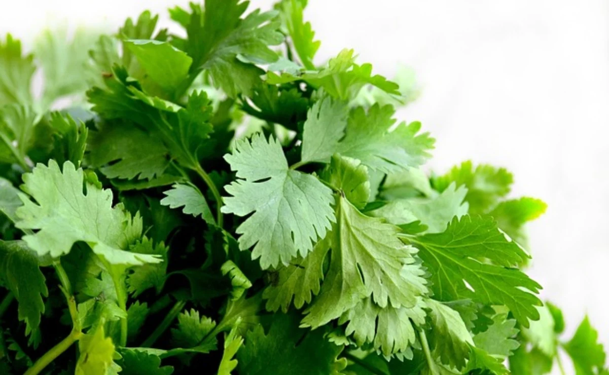 Así ayuda el cilantro a cuidar tu salud mental