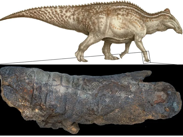 Este dinosaurio 'momificado' puede cambiar lo que sabíamos acerca de la  conservación de fósiles - La Prensa de Coahuila