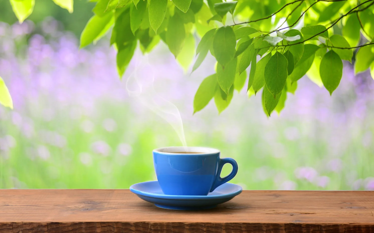 Descubre las propiedades de la infusión de hoja de ramón