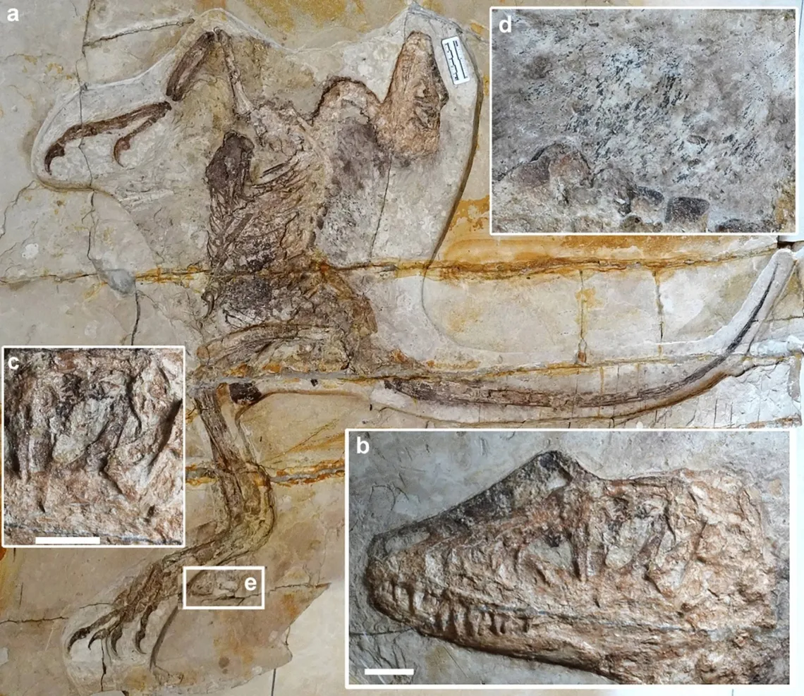 Descubren un nuevo dinosaurio con forma de ave con restos de rana en el estómago