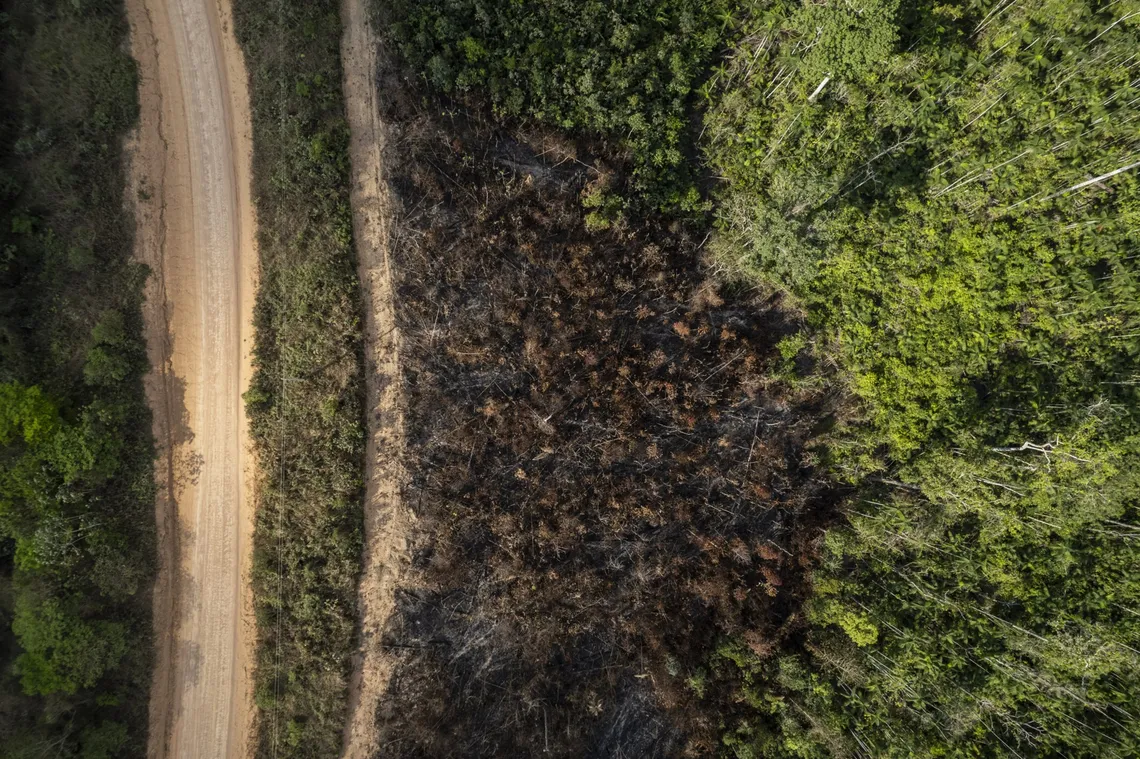 La selva amazónica está al borde de la destrucción