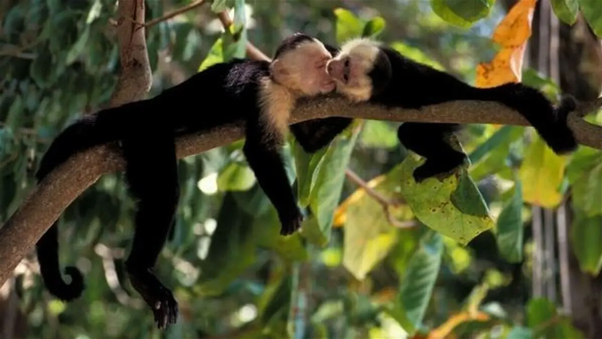 Un cuarto de las especies no llegarán a final del siglo: un supeordenador predice una extinción masiva