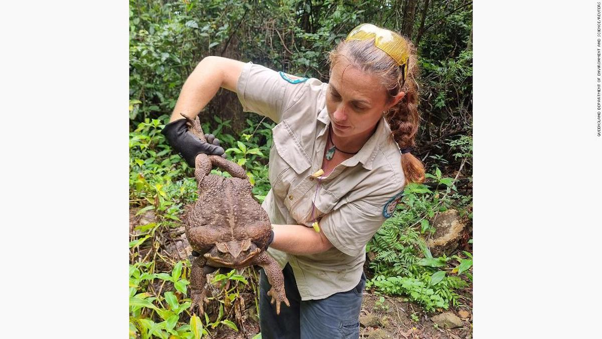«Toadzilla», el sapo de caña gigante que descubrieron en Australia y podría romper récords