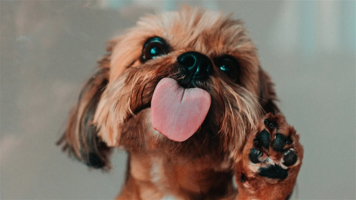 La ciencia responde a una de las grandes preguntas de la humanidad: ¿son los perros zurdos?