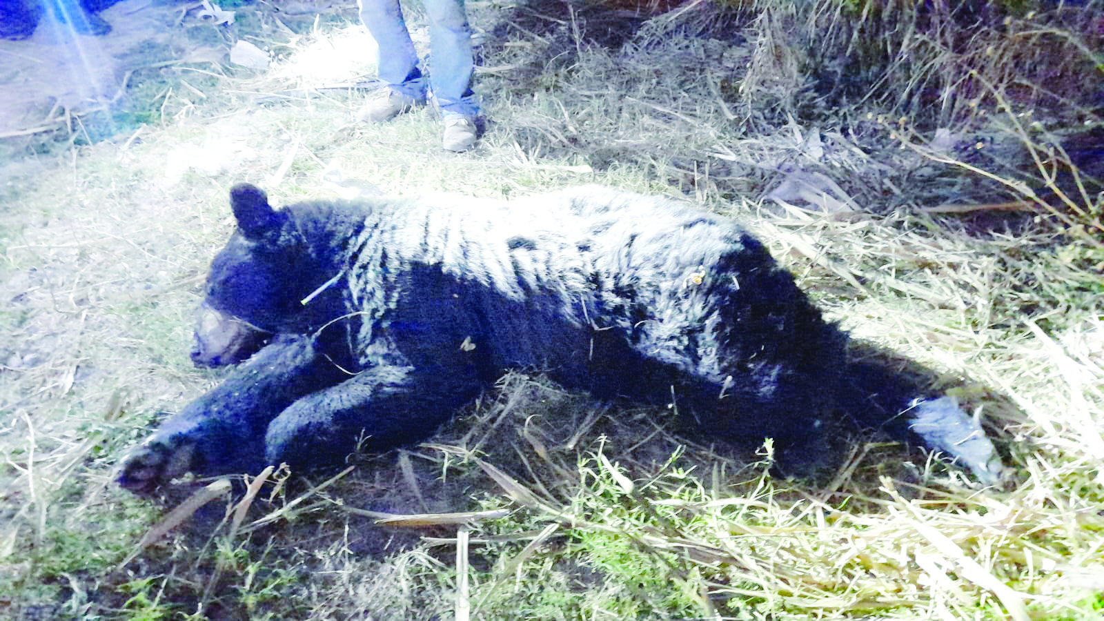 Capturan a oso en Estancias