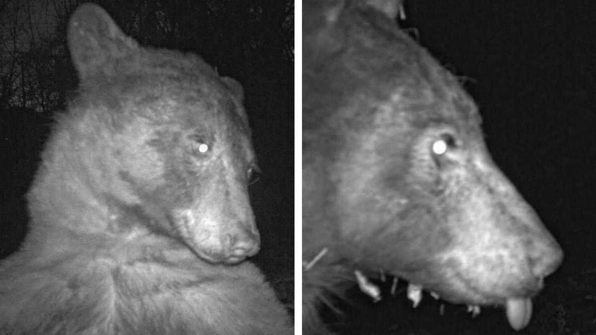 “Así como que no me doy cuenta”: oso descubre cámara y se toma 400 selfies