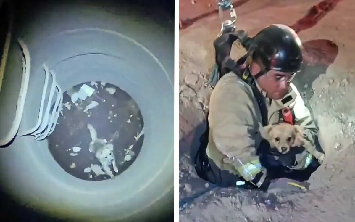 Jalisco: Bomberos rescatan a perrito que cayó a una coladera