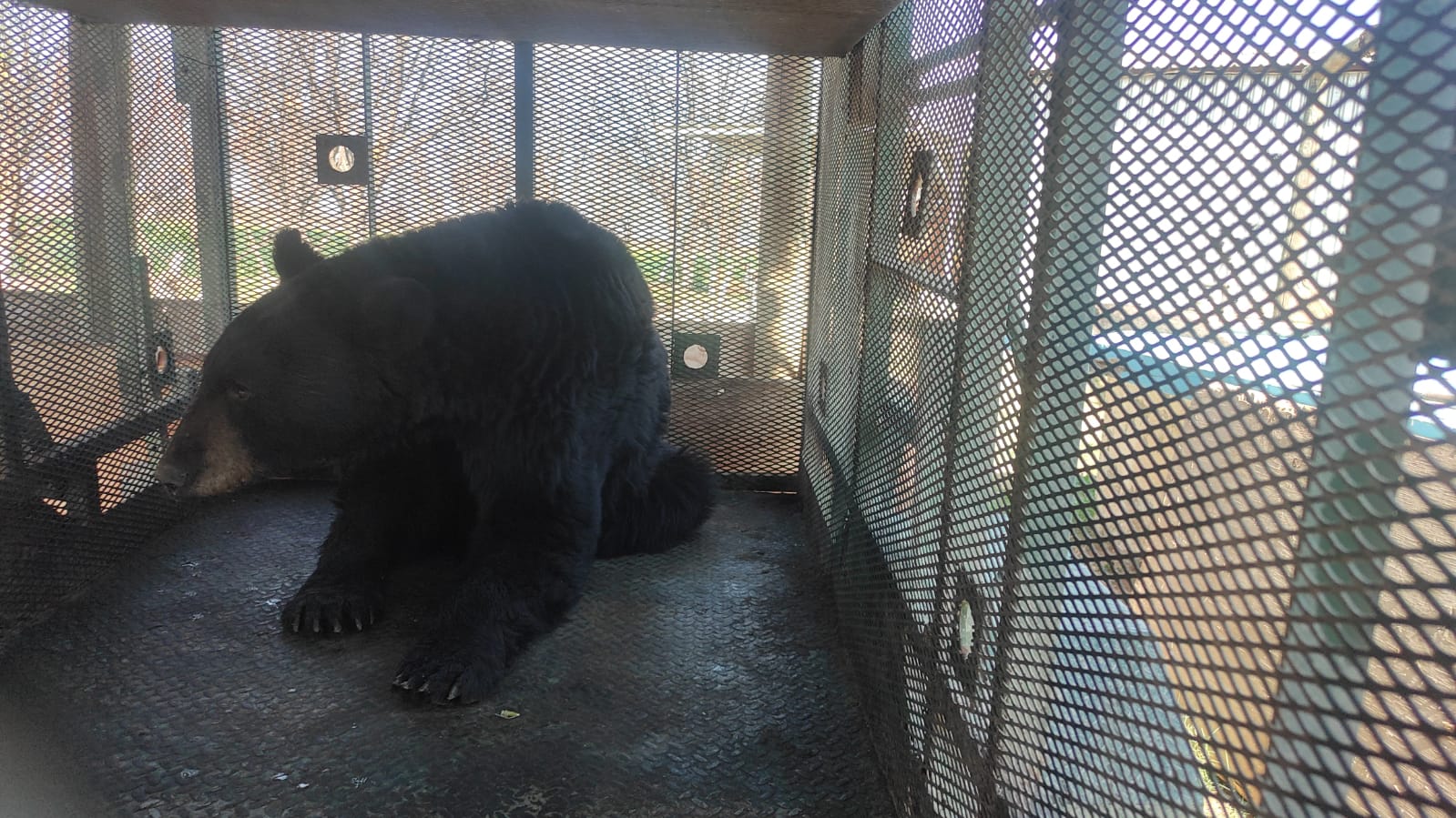 Liberan a oso en área de conservación de 4C