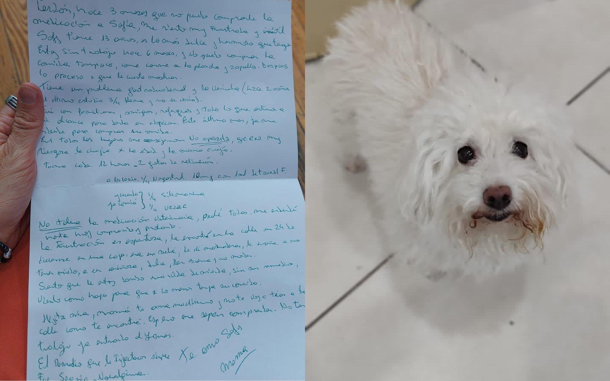 Perrita de 13 años es abandonada junto a una triste carta de despedida; se vuelve viral en redes